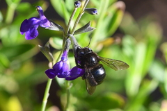 Xylocopa tabaniformis orpifex