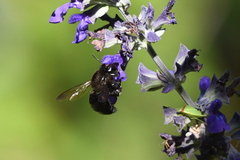 Xylocopa tabaniformis orpifex