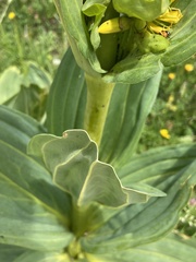 Gentiana lutea lutea