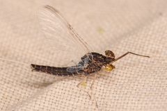 Callibaetis ferrugineus hageni