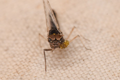 Callibaetis ferrugineus hageni