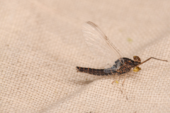 Callibaetis ferrugineus hageni