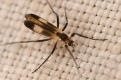 Chasmatonotus maculipennis