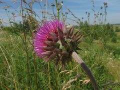 Carduus nutans