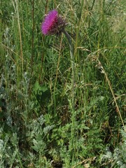 Carduus nutans