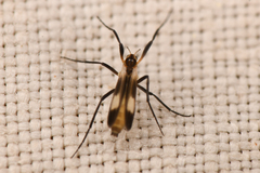 Chasmatonotus maculipennis