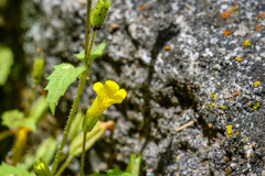 Erythranthe ampliata