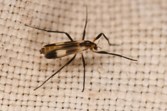 Chasmatonotus maculipennis