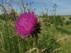 Carduus nutans