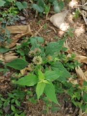 Acalypha monostachya