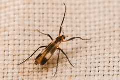 Chasmatonotus maculipennis