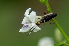 Hemithyrsocera histrio