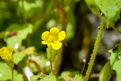 Erythranthe ampliata