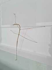 Cladoxerini
