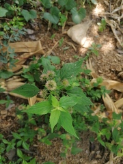 Acalypha monostachya