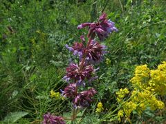 Salvia verticillata