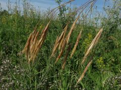 Bromus riparius