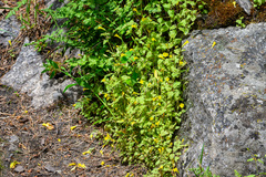 Erythranthe ampliata