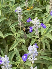 Bombus pensylvanicus