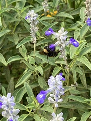 Bombus pensylvanicus