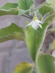 Solanum villosum