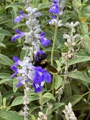 Bombus pensylvanicus
