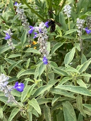 Bombus pensylvanicus