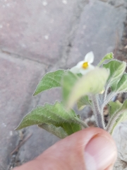 Solanum villosum