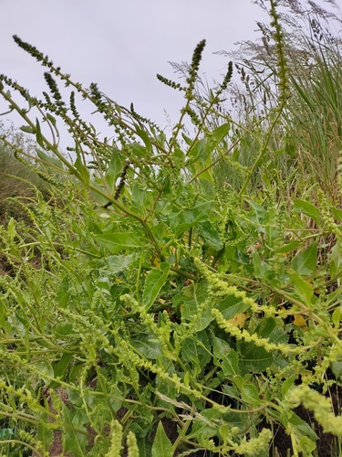 Beet plant photo (Beta vulgaris)