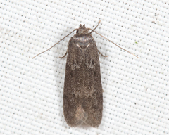 Holcocera chalcofrontella