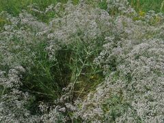 Gypsophila paniculata
