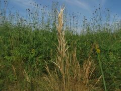 Arrhenatherum elatius