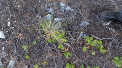 Piptatheropsis pungens