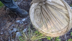 Piptatheropsis pungens