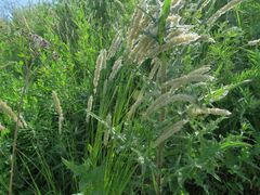 Melica transsilvanica