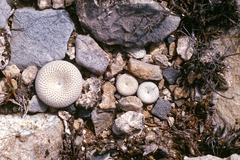 Epithelantha bokei