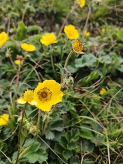 Geum elatum