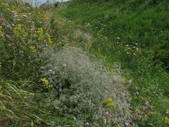 Gypsophila paniculata