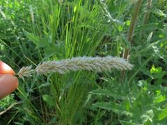 Melica transsilvanica