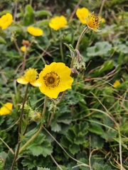 Geum elatum
