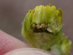 Contarinia jacobaeae