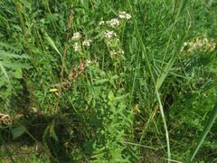 Galium rubioides