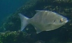 Neoscorpis lithophilus