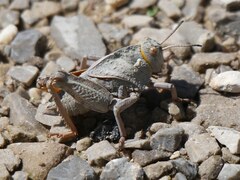 Prionotropis hystrix