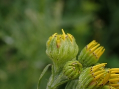 Contarinia jacobaeae