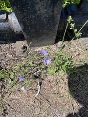 Cichorium intybus