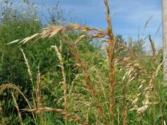 Arrhenatherum elatius