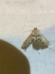 Petrophila fulicalis