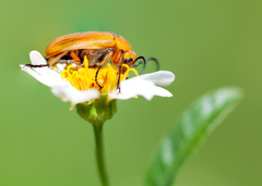 Nemognatha punctulata