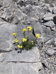 Erysimum duriaei
